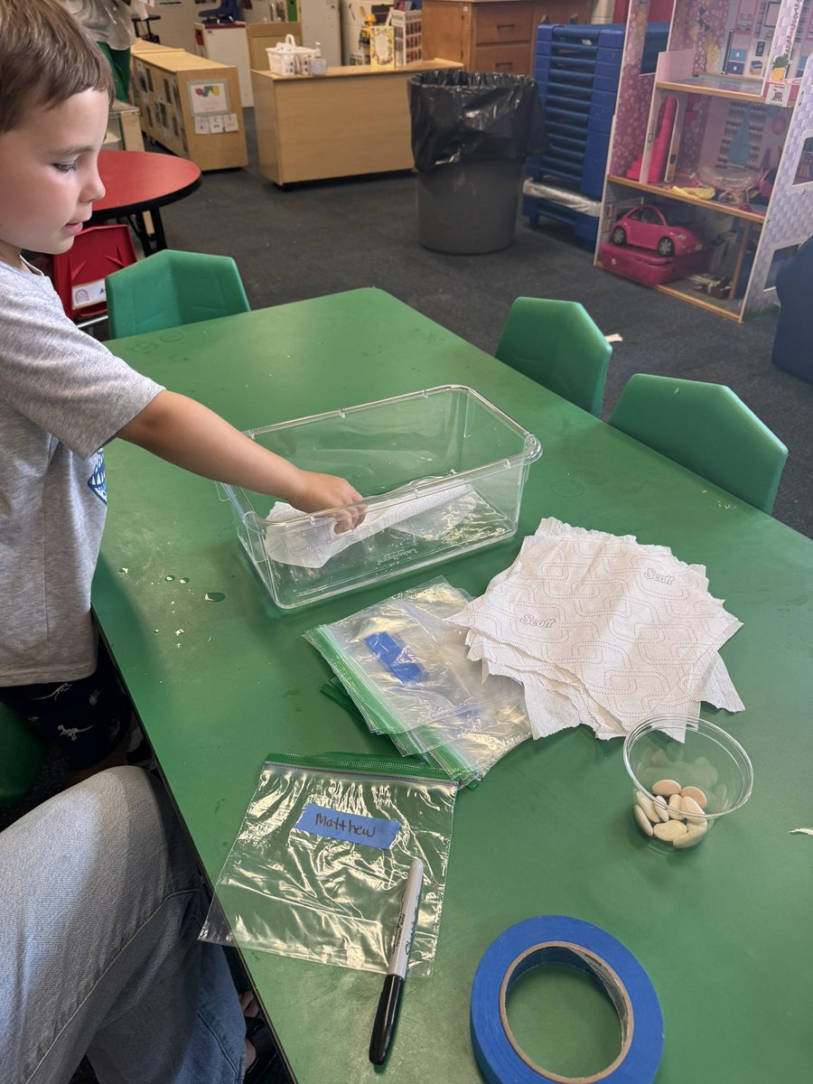 DaweClassroom's tweet photo. We are ending our year strong with our Gardening Study! 🪴 We made carrot gardens and planted with lima beans &amp; chia seeds! 🫘 #PreKTeam #OTESpride @prekteachernj @tiffanysorto0 @MLopusznick https://t.co/WFJ80h69E4