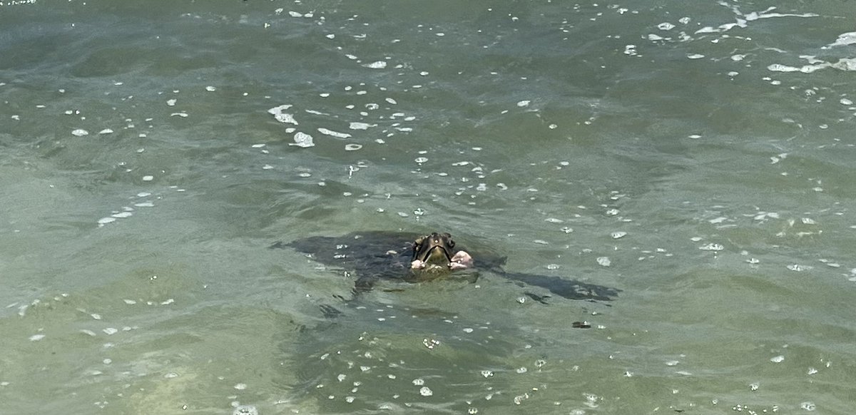 OSUFINKE's tweet photo. Not sure which was better, snorkeling in a crater or seeing the turtles! https://t.co/ExMUUrBcZ0