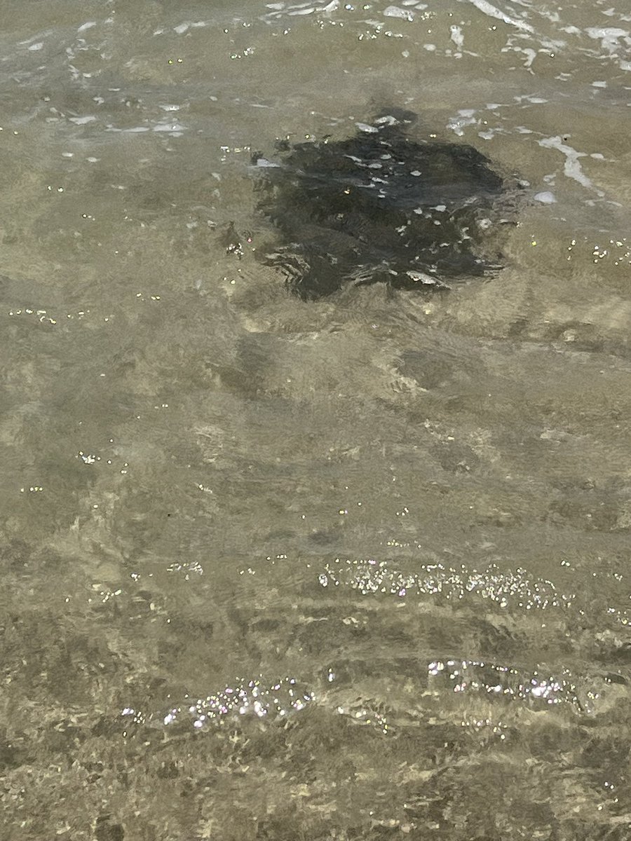 OSUFINKE's tweet photo. Not sure which was better, snorkeling in a crater or seeing the turtles! https://t.co/ExMUUrBcZ0