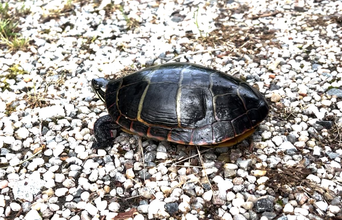 tarawestover's tweet photo. Turtle crossing the road: another reason to drive slow https://t.co/4aABWiUiUt