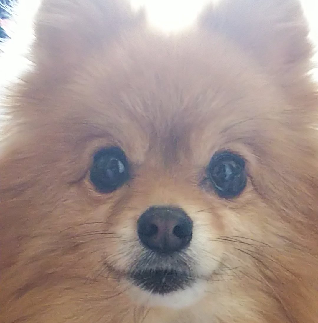 PomeraniRan's tweet photo. カメラ近いのと逆光のためギャラリーでちょっと目立つ https://t.co/7lVa1V2ahK