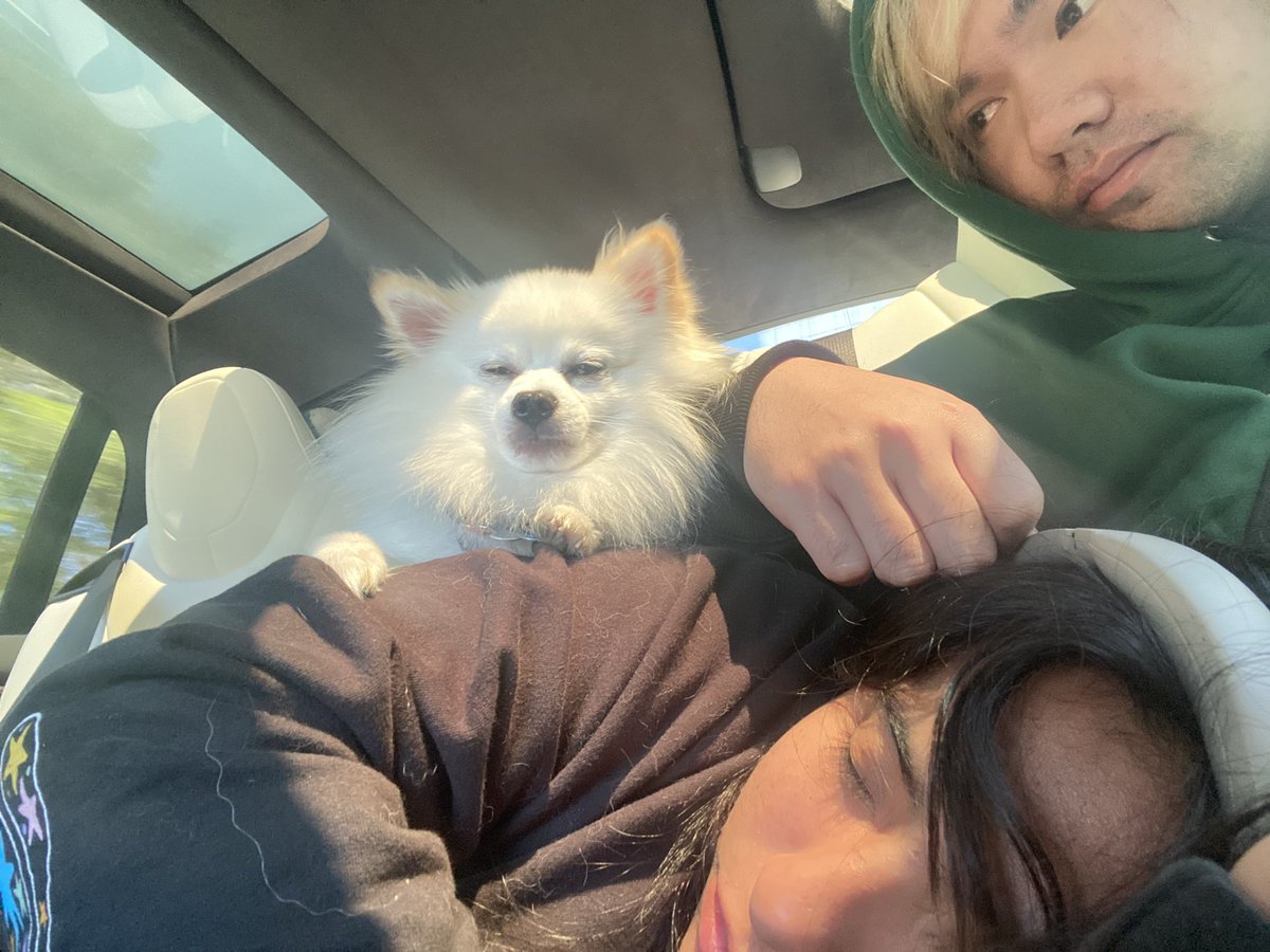 noel shmooperino tweet media