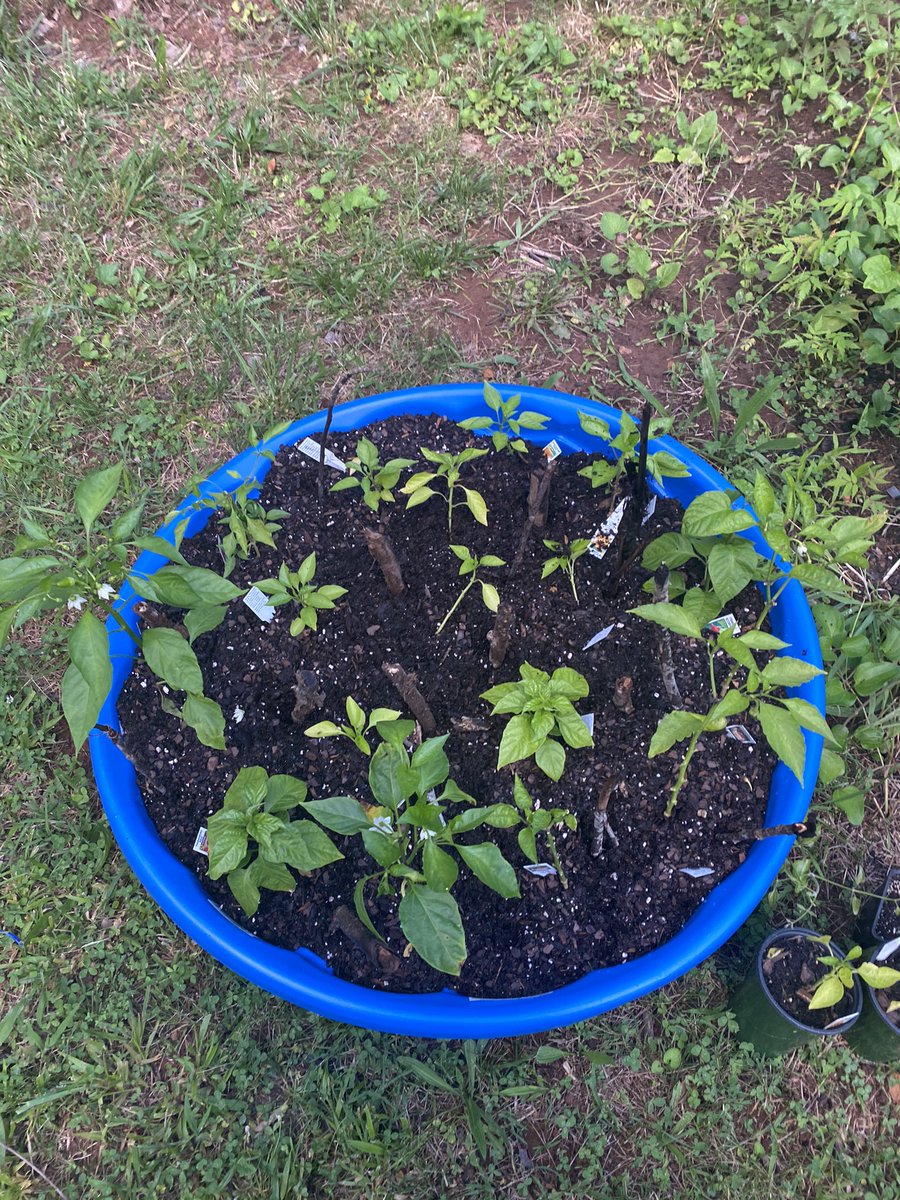 Got all these pepper plants for free, so I present to you, the #PepperPool! (Spikes to deter feral cats I caught using this as a litter box 😅)