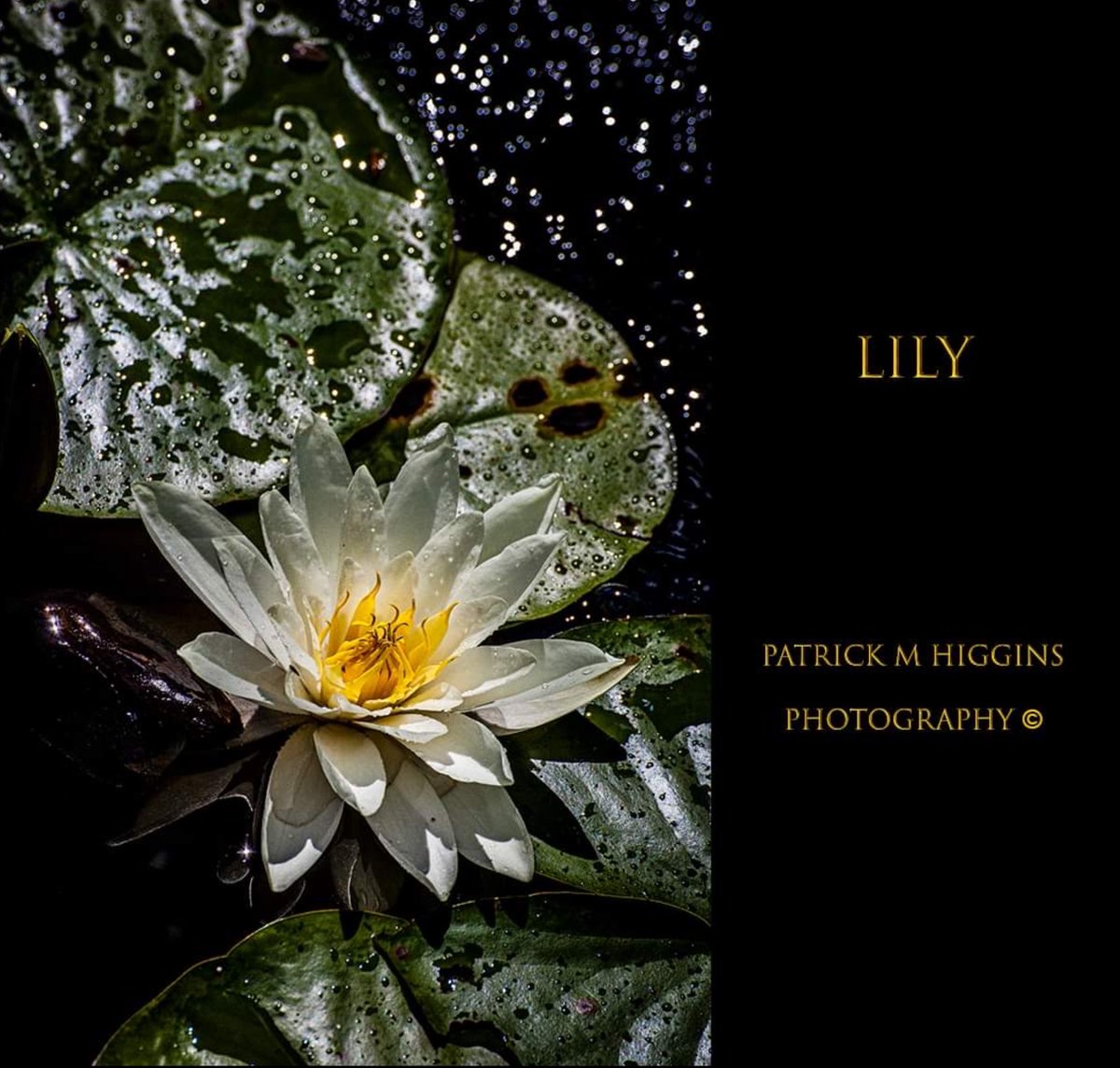 PatrickMHiggins's tweet photo. Lily.  @patrickmhiggins. #bloom #bloomingflowers #delicate #flowers #flowerstagram #flowersofinstagram #hedgerow #growing_wild  #scent #fragrantflowers #flowerphotography #singlebloom #colourphotography #inthegarden #summerflowers #naturalbeauty #naturesbeauty #naturelovers https://t.co/1D8x5Rt6Ju