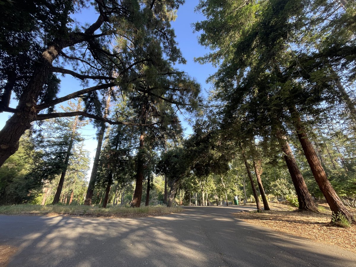 MOUNTAIN LION SIGHTING 👀 
@CityofSanJose just put out a safety advisory that a mountain lion was spotted near Kelley Park. 
@abc7newsbayarea