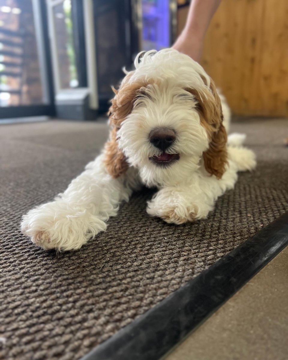 gradysoutdoors's tweet photo. I mean?!?! Come on! ๐๐๐๐
โข
#shoplocal #shopsmall #pupparazi #bringfido https://t.co/yoc9WyKYxQ