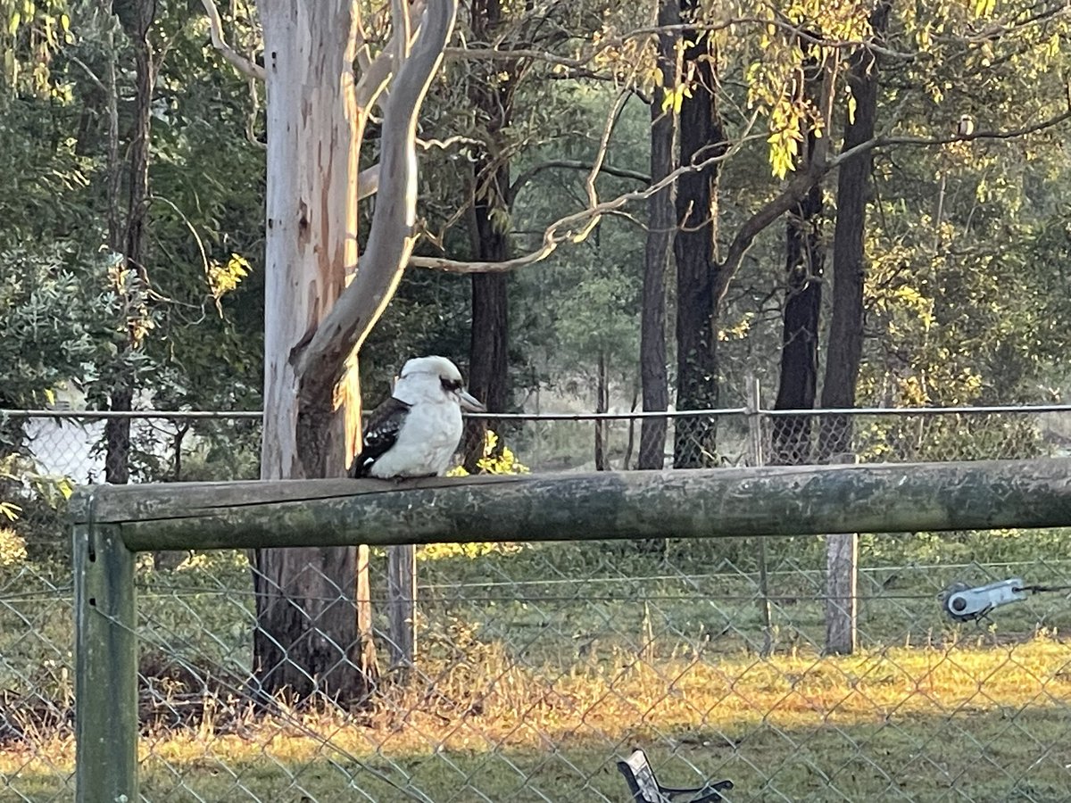 en_australia's tweet image. El cucaburra australiano es conocido por su distintiva llamada que suena como una risa humana.

Estos pájaros, a menudo llamados "reyes de la risa", son un ícono del bush australiano y una alegría para escuchar! 

#NaturalezaAustralia #AvesDelMundo #Kookaburra