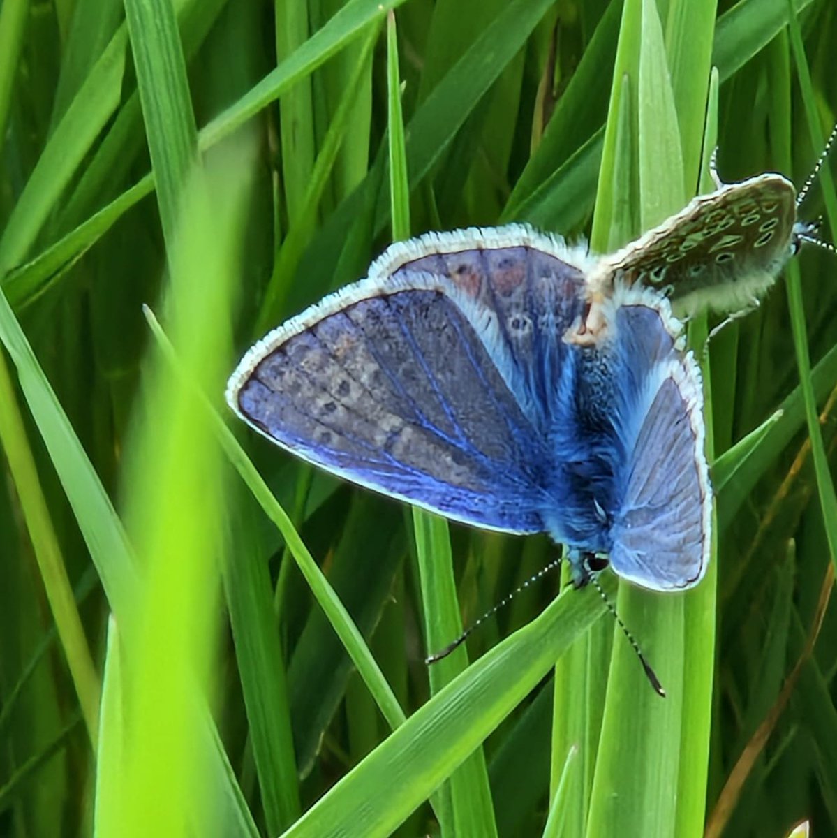 Friends of South Norwood Country Park tweet media