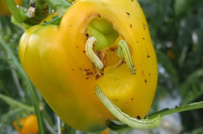 Rupsendruk begint toe te nemen in vruchtgroenten. #XenTari is werkzaam tegen een grote diversiteit van #rupsen. Door XenTari regelmatig in uw spuitschema op te nemen is de kans op resistentie van de rupsen tegen andere middelen kleiner. 
agro.bayer.nl/nl-NL/Uit-de-p…