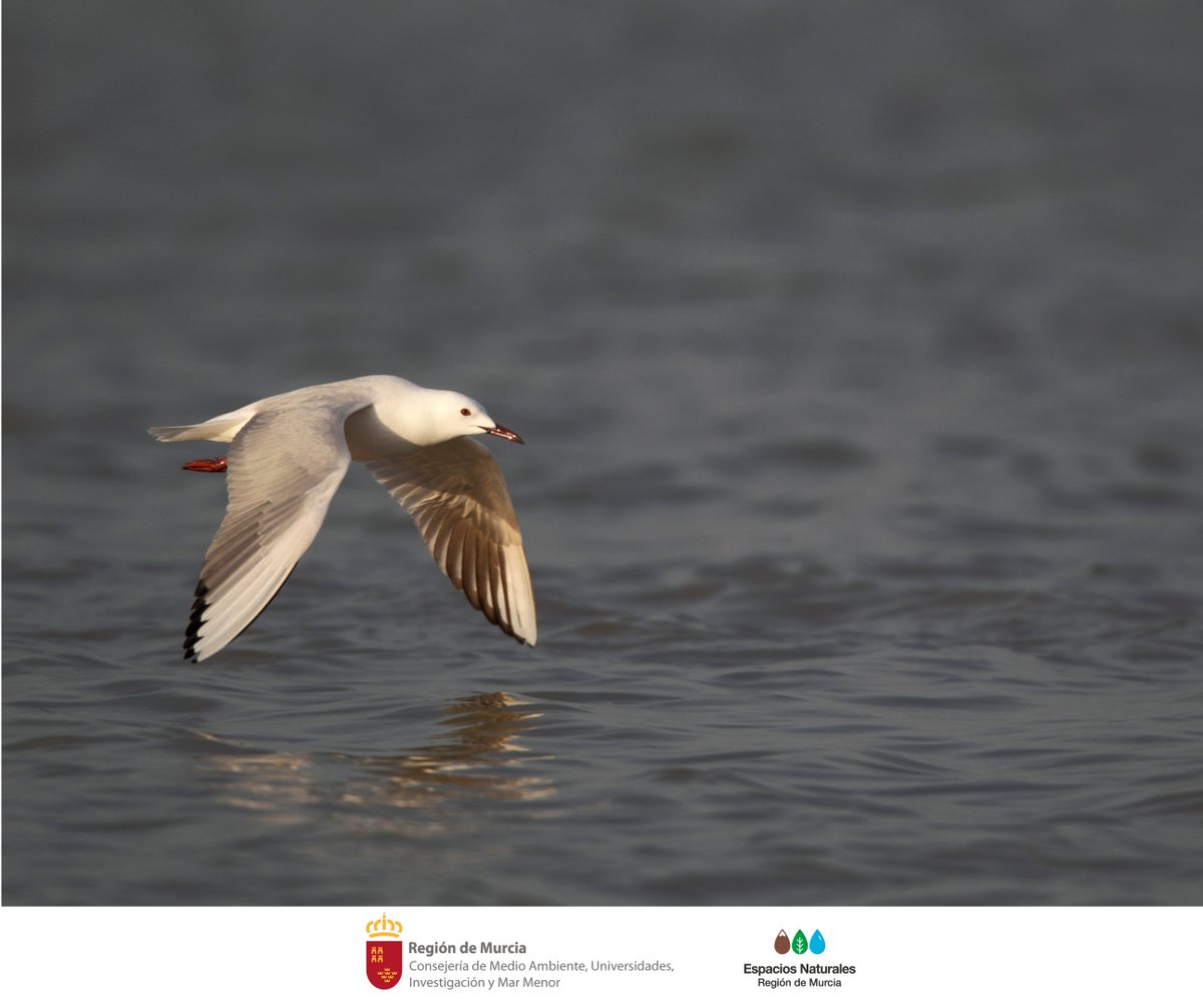 EspNaturalesMur's tweet photo. 🆕 @asociacionanse marca gaviotas picofinas con emisores GMS para el proyecto "Regeneración de Salinas y Arenales en el Mar Menor RESALAR" en las #SalinasDeMarchamalo
¡Sumando esfuerzos por la #Conservación!
#RESALAR #Avifauna #Gaviota #GaviotaPicofina https://t.co/HRszxYgc84