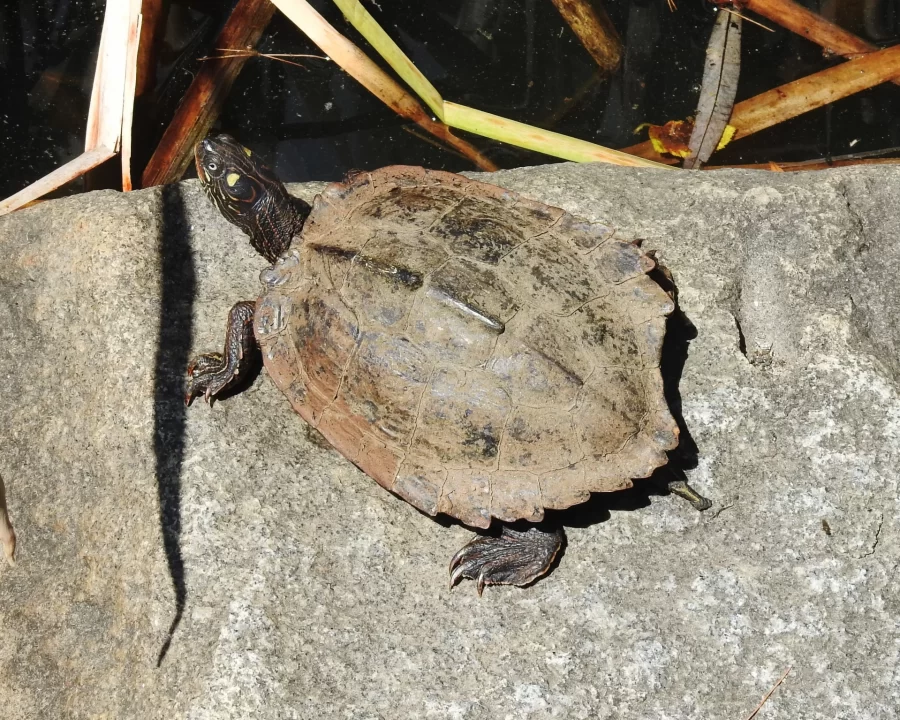 JTDH's tweet photo. An anomalous map turtle was spotted at @BatesCollege in Lewiston, Maine.
https://t.co/f1NLmeO635 #turtle #mapturtle https://t.co/oX5Rcs2l93