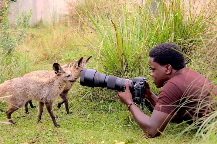 BrandAmb_256's tweet photo. Bat-eared foxes, renowned for their distinctive large ears, use these specialized features to locate termites, dung beetles, and other insects that constitute the majority of their diet.
Get the opportunity for close encounters with these fascinating creatures at CTC
#VisitCTC https://t.co/BETxA2Y6ZH
