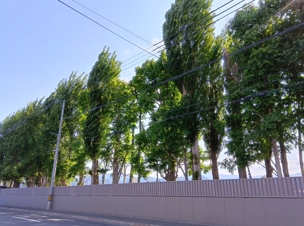 saphioki's tweet photo. 札幌は西日が心地よい晴れでございます
明日は夏日の予定なのでよさこい祭りは最高ですね～

社内はどんどん壁紙が剥がれていってます
どんな壁紙になるのか？
社長の好きな阪神縦縞？なわけないし存在するのかな？

#企業公式相互フォロー
#企業公式つぶやき部
#旅
#企業公式が地元の天気を言い合う https://t.co/OGC6Yfryky