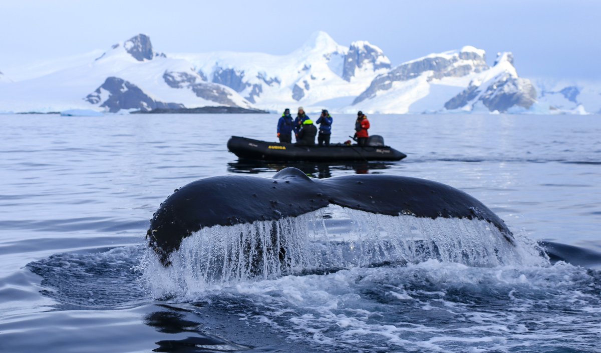 Ever seen a giant humpback whale up close … we did whilst filming with <a href="/WWF/">WWF</a> and scientists looking into effects of climate  change in Antarctic waters.  
Coverage on <a href="/BBCNews/">BBC News (UK)</a> throughout day. 
Radio, Online and TV

<a href="/Vic_Gill/">Victoria Gill 💙💛</a> <a href="/Philleddo/">Phill Eddo</a>