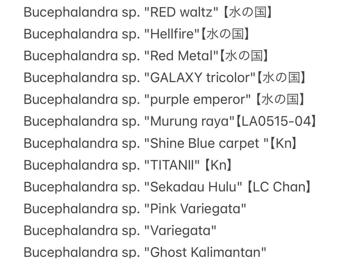 急遽追加で Bucephalandra sp. Sekadau Hillir 1 【LC Chan便】 も1株