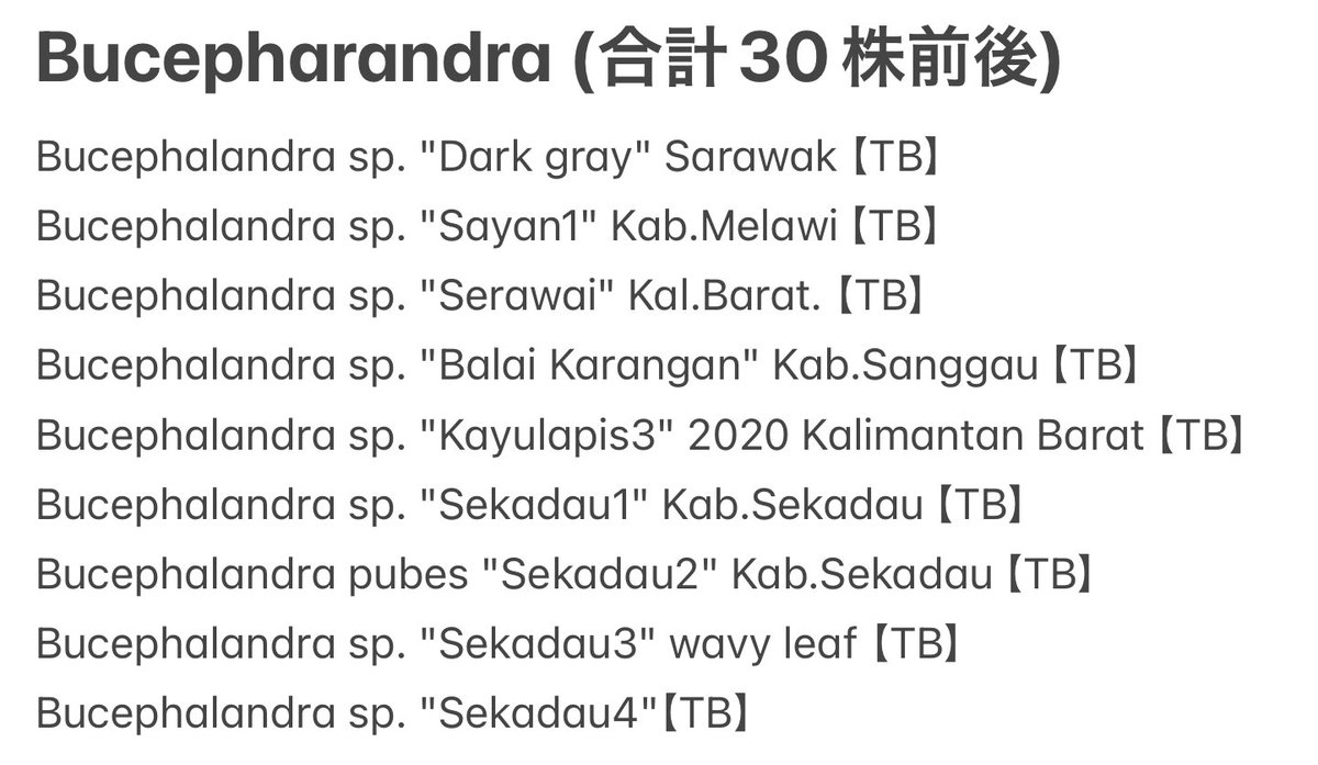 急遽追加で Bucephalandra sp. Sekadau Hillir 1 【LC Chan便】 も1株