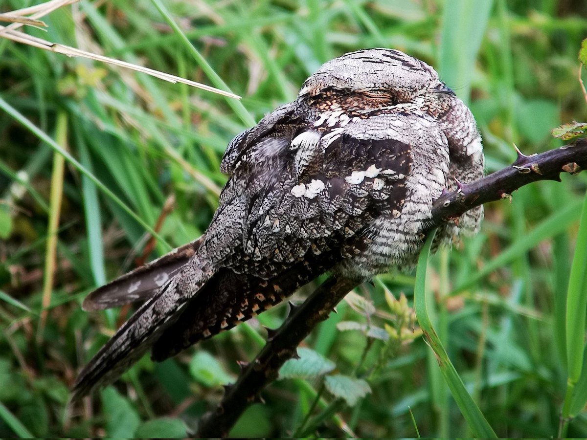 A female Nightjar off the East Bank at Cley NWT last evening, best views I've had in years! Bonus Glossy ibis flew in, onto a nearby pool, to make the evening even better!