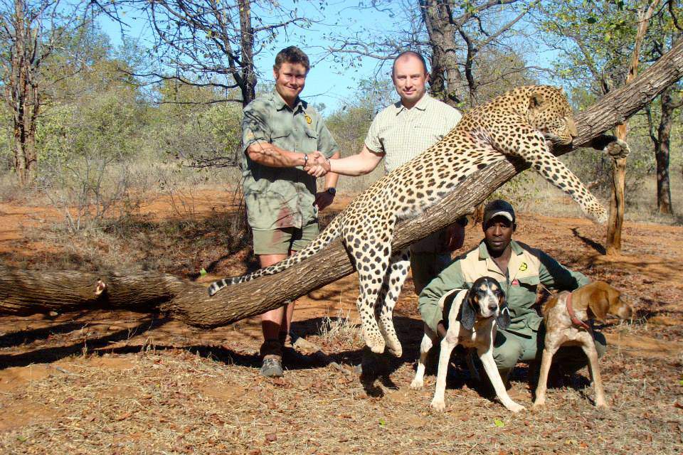 RobRobbEdwards's tweet photo. More Leopards are killed yearly and yet there are only around 700,000 African Leopards left in the wild

Governments are still taking money to kill seriously endangered Animals https://t.co/J0Sp8YdsYg