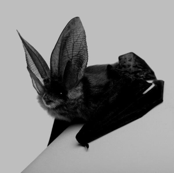 𝕳𝖔𝖗𝖗𝖔𝖗 𝖌𝖎𝖗𝖑🔪 tweet media