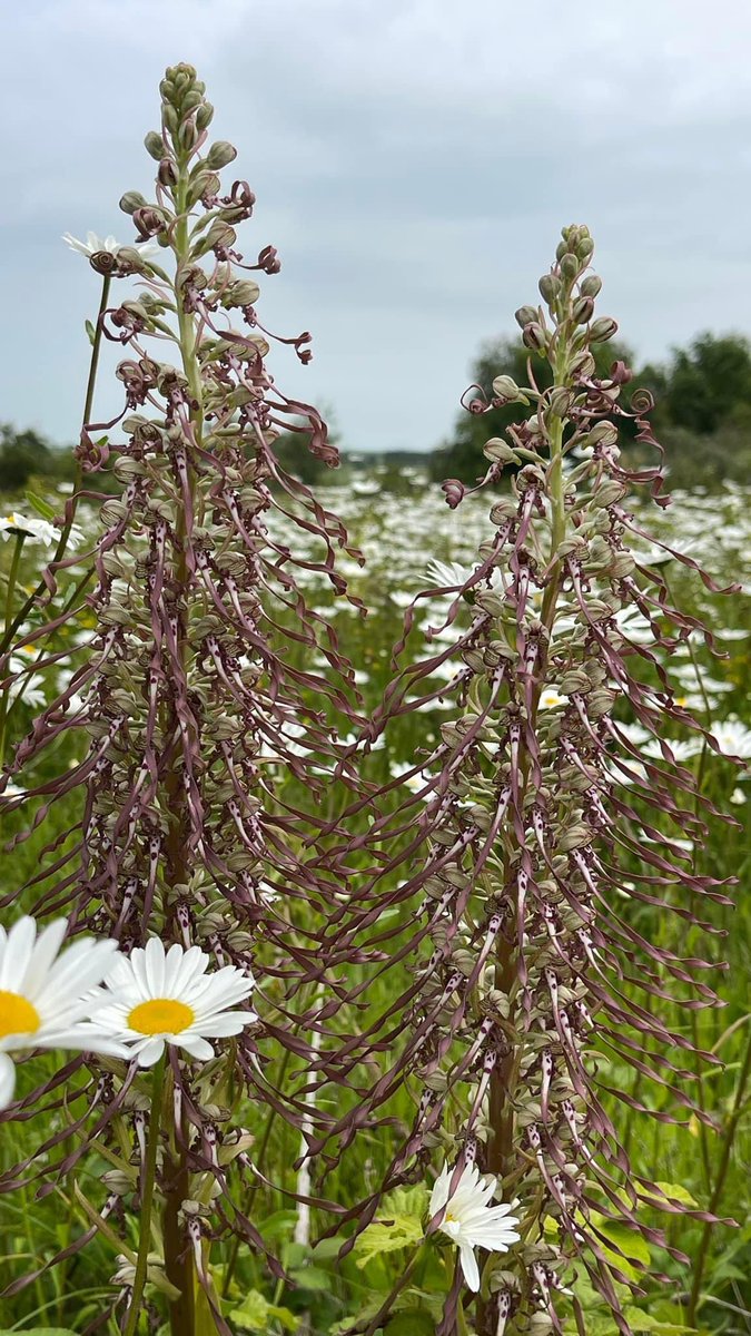 Friends of Betteshanger Country Park (@savebhcp) on Twitter photo <a href="/PVaughanEcology/">Peter Vaughan</a> <a href="/ukorchids/">Wild Orchids UK & Ireland</a> Lizard Orchid - one of the thousands at Betteshanger Country Park - site of a proposed surf lagoon. Over 600 would be ‘translocated.’ <a href="/PVaughanEcology/">Peter Vaughan</a> <a href="/ukorchids/">Wild Orchids UK & Ireland</a> Lizard Orchid - one of the thousands at Betteshanger Country Park - site of a proposed surf lagoon. Over 600 would be ‘translocated.’