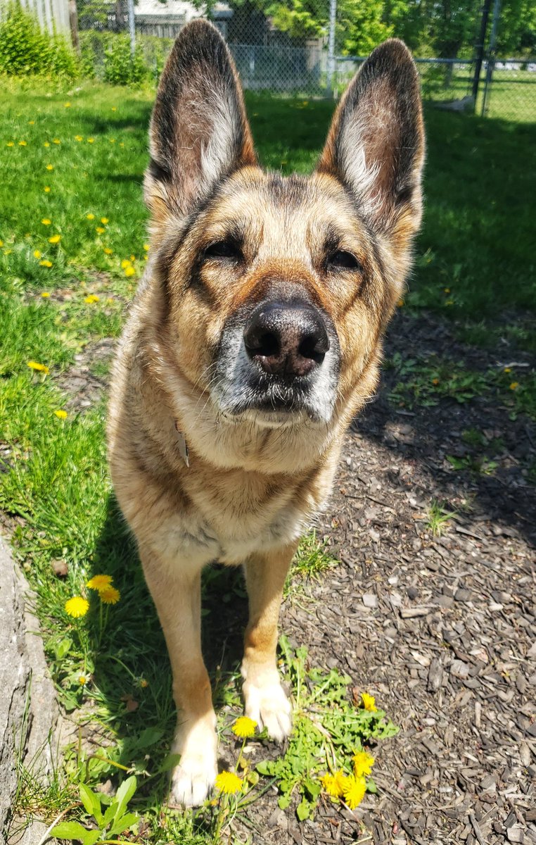 WalkinDogwalk's tweet photo. Can you smell that Filly? The weekend is almost here!
❤🐾🐶🐕❤🐾
#sillyFilly #friYAY #GSDrescue #walkinthedoginwhitby #walkinthedog https://t.co/nv58ky2y4O