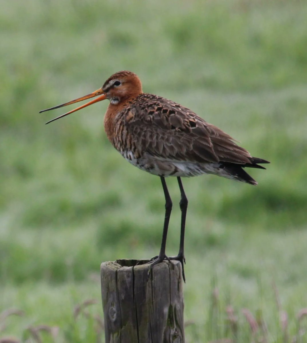 Skries yn 'e greide 🐦 #Grutto