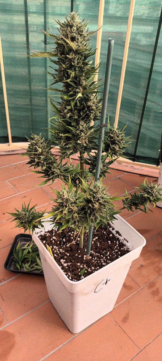 Sin_Pension's tweet image. Siguiendo kon la kadencia de kultivo , plantando eskalonadamente , hoy le toka #ElTajo a unas #BigDevil de @sweetseeds_es.
 Este bonito ejemplar, ha sakado doble kogollo en una de las ramas. Kopon podia haber sido en todas 🤣
#BigDevil 
Abonos basikos 
Maceta 7 L