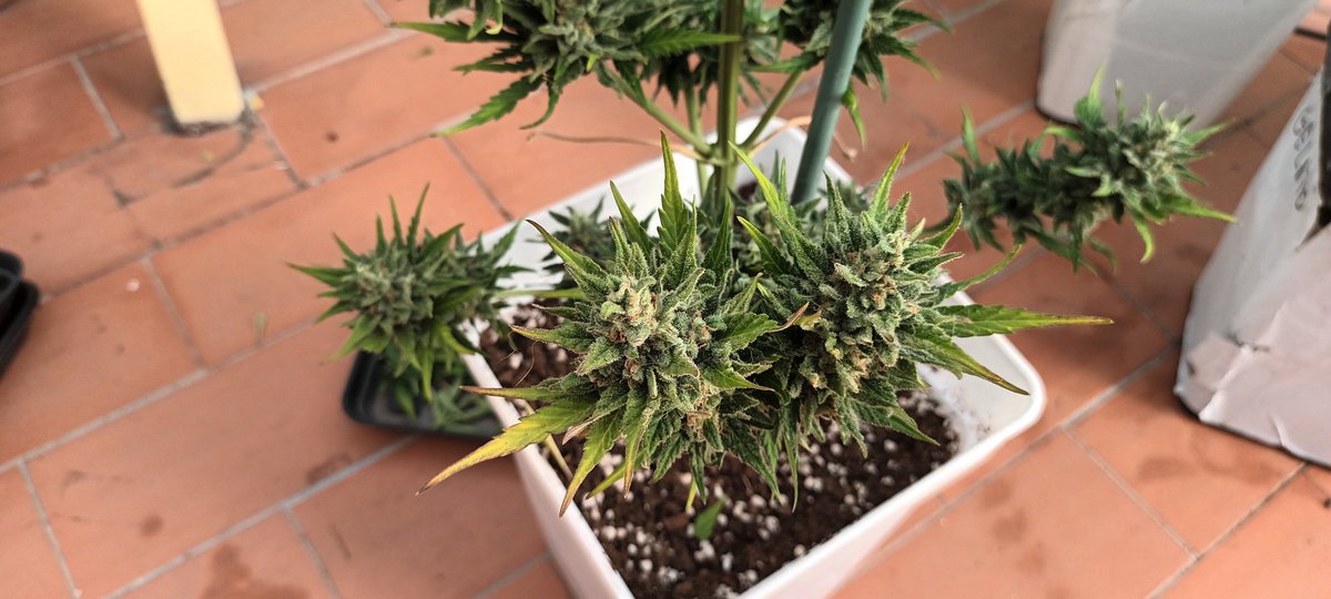 Sin_Pension's tweet image. Siguiendo kon la kadencia de kultivo , plantando eskalonadamente , hoy le toka #ElTajo a unas #BigDevil de @sweetseeds_es.
 Este bonito ejemplar, ha sakado doble kogollo en una de las ramas. Kopon podia haber sido en todas 🤣
#BigDevil 
Abonos basikos 
Maceta 7 L