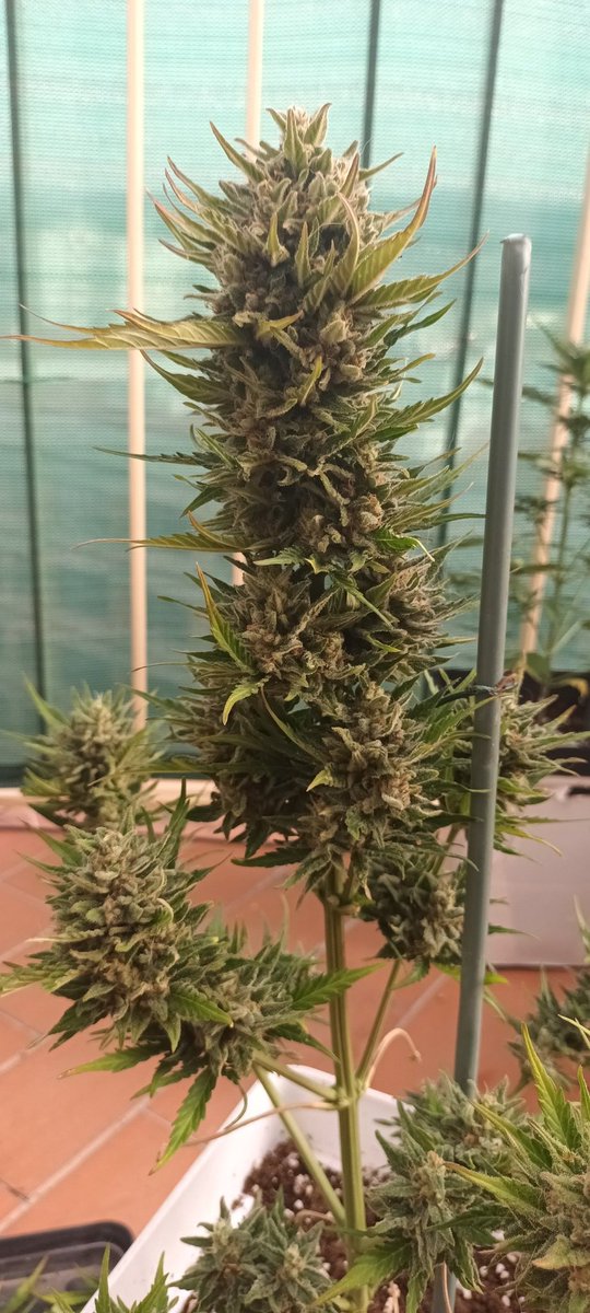 Sin_Pension's tweet image. Siguiendo kon la kadencia de kultivo , plantando eskalonadamente , hoy le toka #ElTajo a unas #BigDevil de @sweetseeds_es.
 Este bonito ejemplar, ha sakado doble kogollo en una de las ramas. Kopon podia haber sido en todas 🤣
#BigDevil 
Abonos basikos 
Maceta 7 L