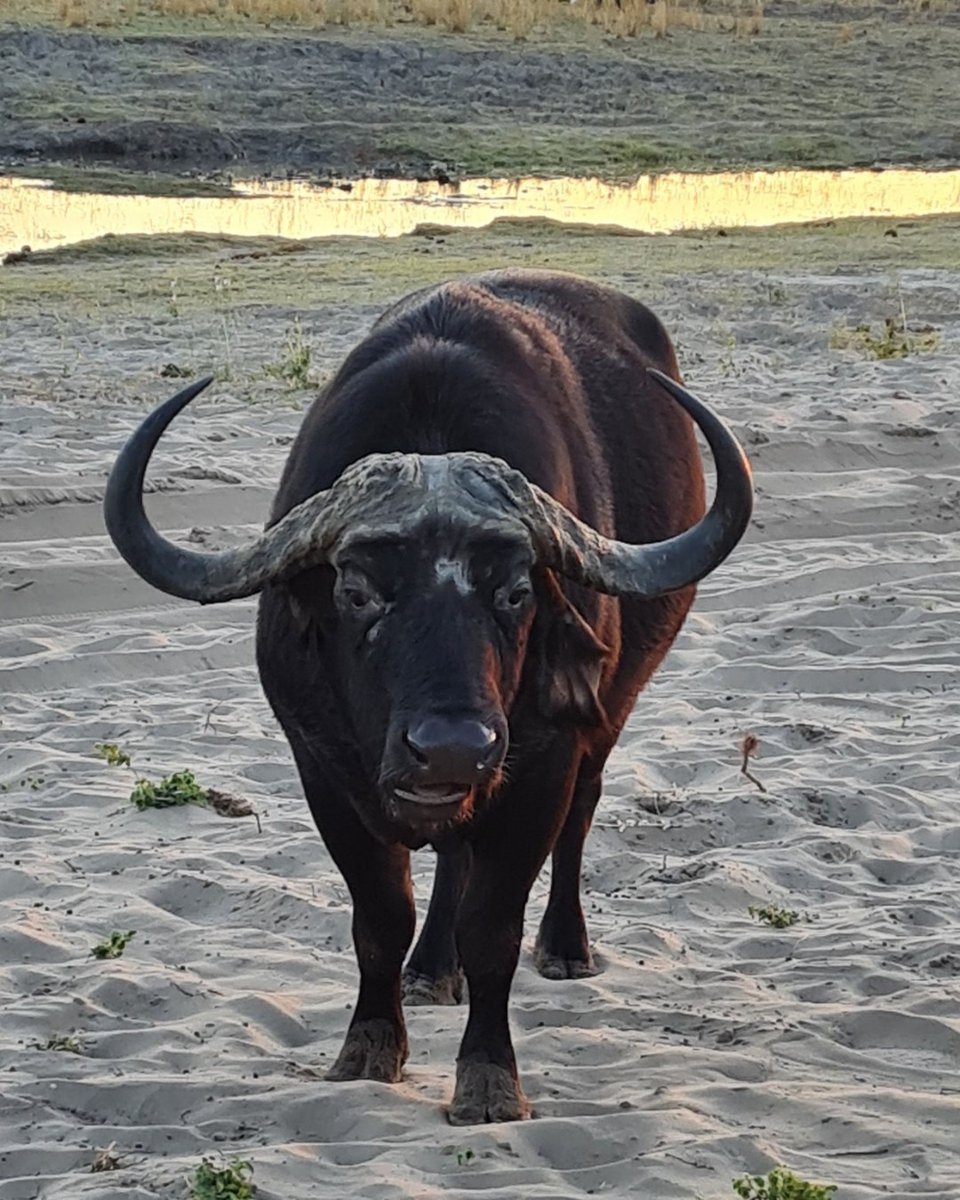 Sunrise in Chobe National Park 🌅🤩

Thanks to Tour Manager Joanne for sharing these amazing photos taken last week on our In the Footsteps of Livingstone tour, showing the water buffalo enjoying an early morning drink. Have you been on safari with us?

#sagatravel #sagaholidays