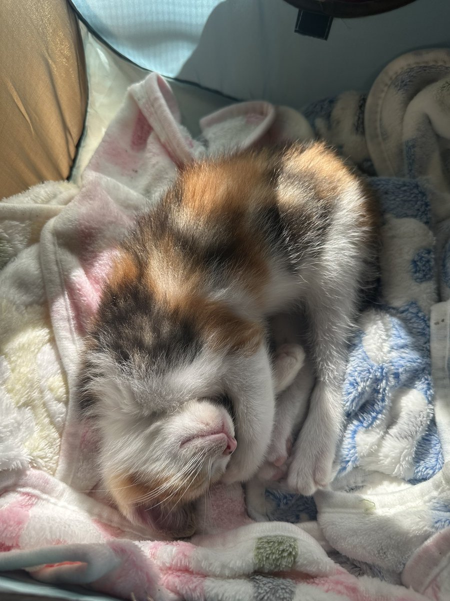 nerdipickle's tweet photo. Foster kitten sleeping positions 🥺 https://t.co/qzeCAS4uSI