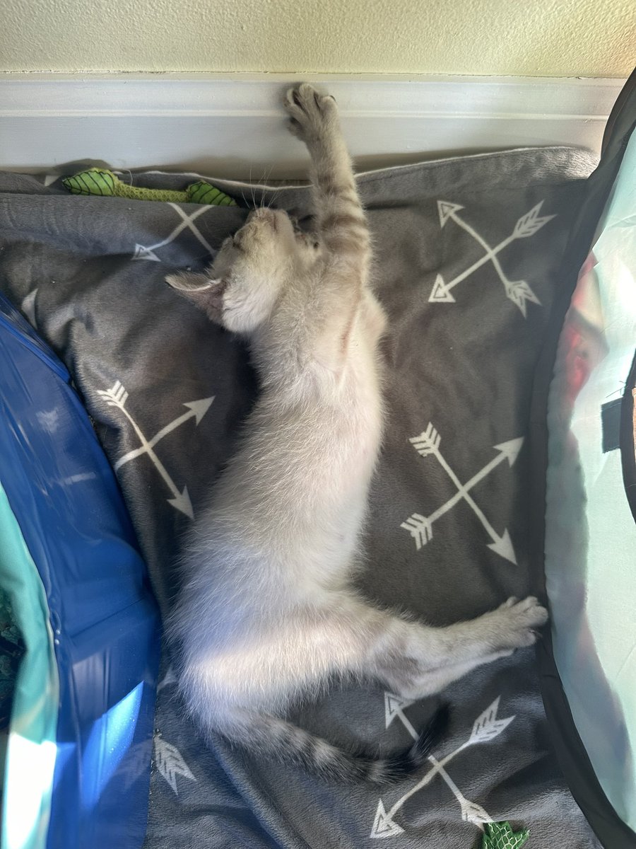 nerdipickle's tweet photo. Foster kitten sleeping positions 🥺 https://t.co/qzeCAS4uSI