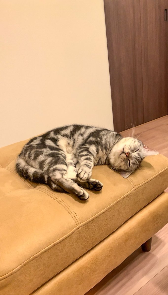 cat_anko3's tweet photo. 肉球と肉球を合わせて何の夢みてるんだろ😳 https://t.co/TCJZXBEKIa