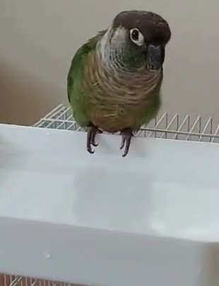 40日目です。神奈川、埼玉
東京、千葉に届出出してます🙇🏻‍♀️´-足輪はついていない子です。似た鳥を見かけた、保護した等の情報求めています。よろしくお願いします
 #ウロコインコ #東京都 #小金井市    #迷子ウロコインコ  #迷子鳥保護  #迷子情報  #迷子情報 #保護インコ #迷子ペット  #探しています