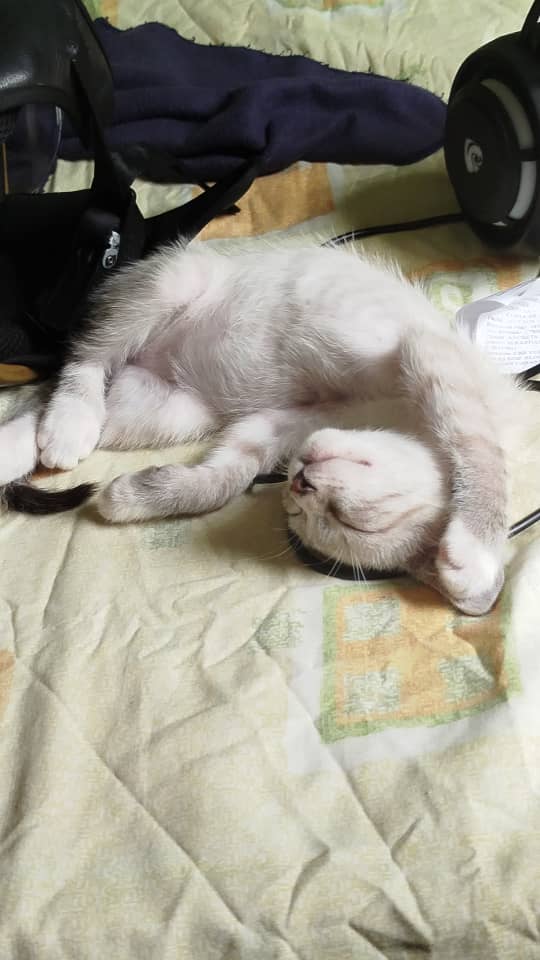 tinavale14_'s tweet photo. Mi gatico, tiene su comidita recién hecha, agüita filtrada y una comita bien cómoda.
El procede , comer moscas y cualquier animal que se consigue por ahí. Toma cualquier agua no le importa y duerme en cualquier lado. 🤡
Pero bueno igual soy una mamá enamorada. https://t.co/Y6Eb5Jn09b