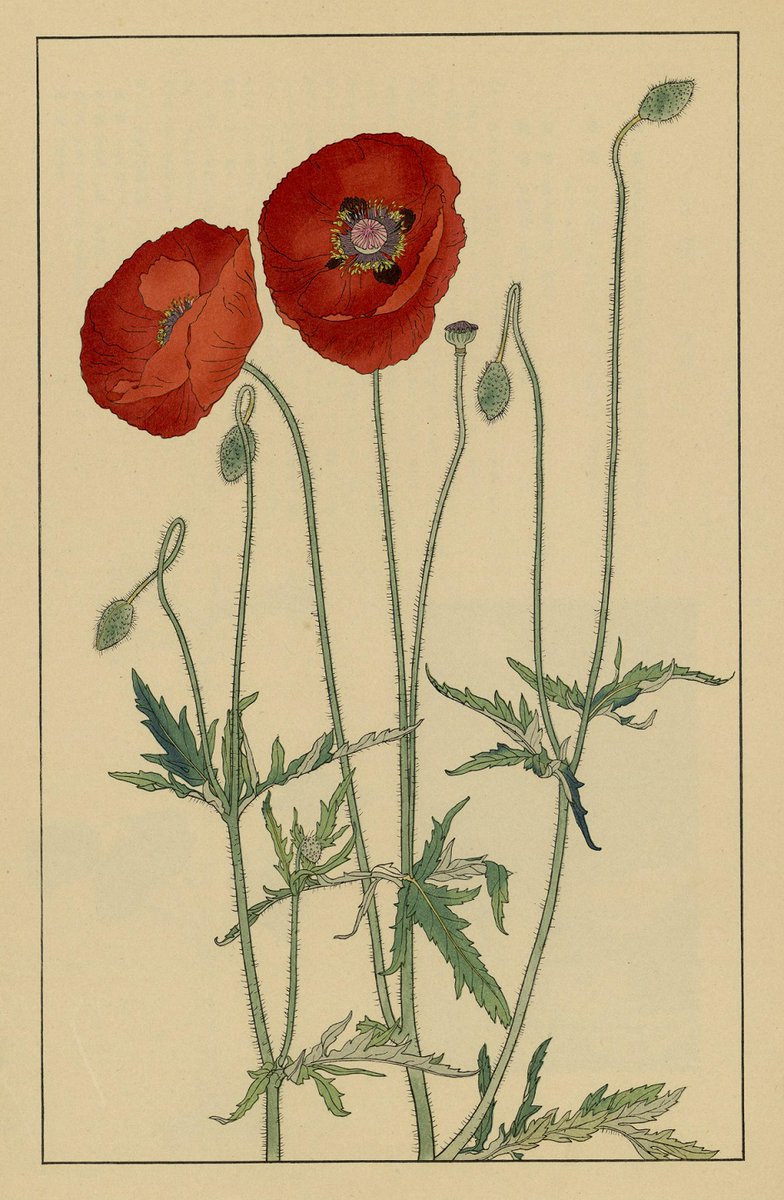 ヒナゲシの花は、中国の故事にちなんで美人草・虞美人草と呼ばれること