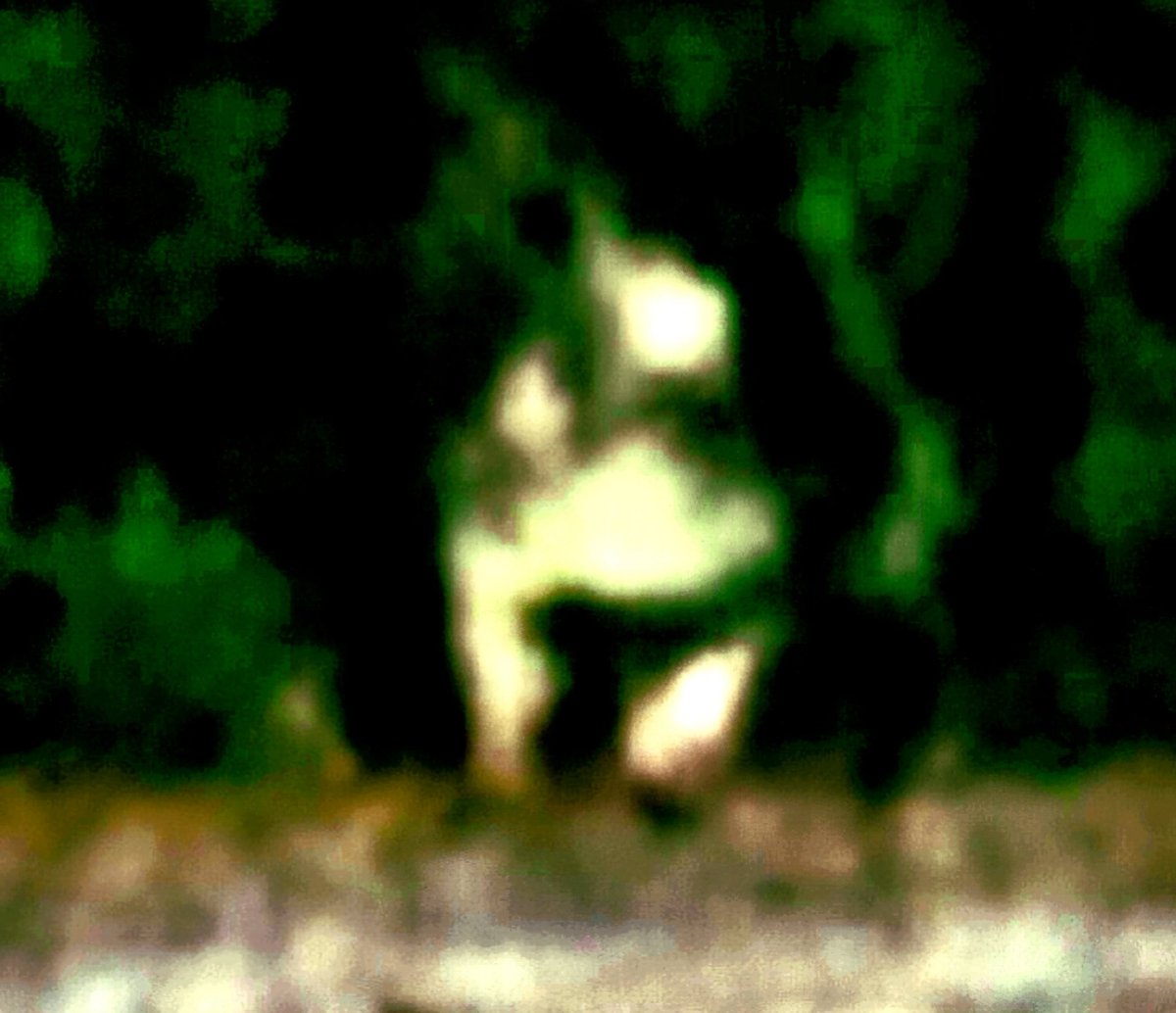 Justis_sky1229's tweet photo. #nhi #ufotwitter  #shadowbiosphere #ufo https://t.co/87GoqIS8BZ