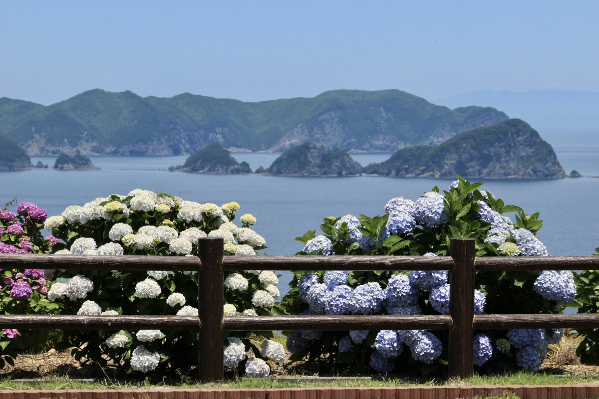 qunikidays's tweet photo. 紫陽花の季節。2024.06.05
#佐伯市　#米水津　#空の公園　#あじさい　#紫陽花　#アジサイ　#花　#大分県　#japan #japantrip #oita #oitatrip https://t.co/Gsbw2FpzXW