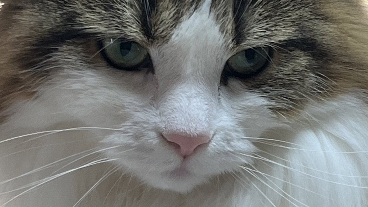 4lNQ0jpzPk7cgBi's tweet photo. 兵器乗り象乗りを募集してるのに反応無いのでお怒りのれおくん😾海神募！

#BDO #黒い砂漠 #ギルド募集 https://t.co/i66xIJLabK