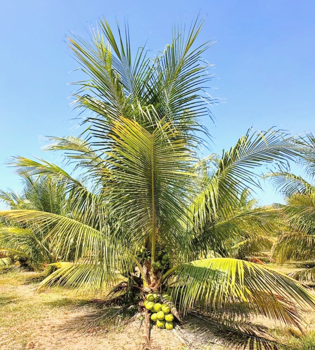 AdeCocoUS's tweet photo. Vertically integrated means we control every step of production for the purest and freshest coconut experience! 🌴 #AdeCoco https://t.co/yv1Dx3Dnat