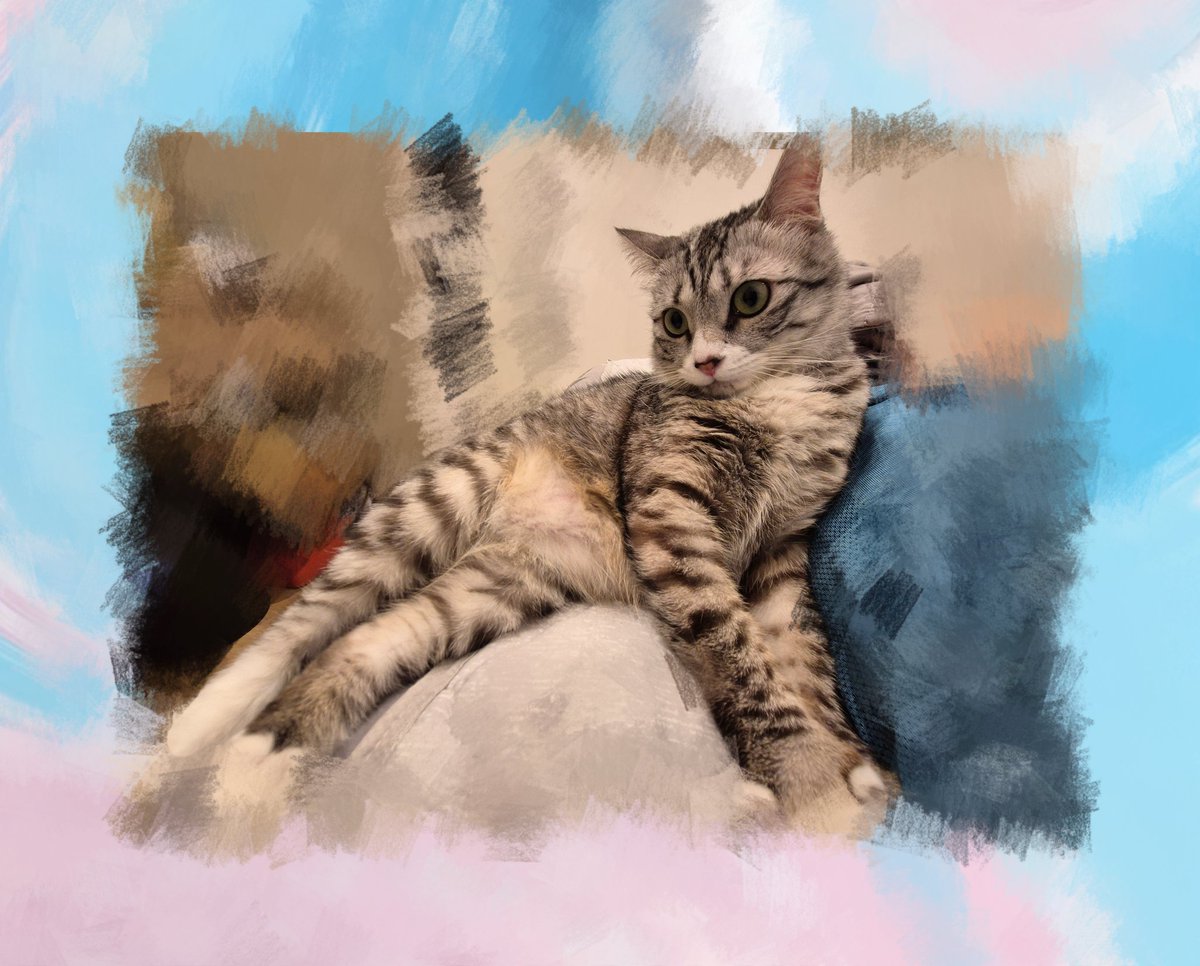 Yuapua's tweet photo. 帰宅したときだけ甘えん坊なのもまた かわわわ〜🤤

＃サバトラ #猫
#猫のいる暮らし #猫がいる生活
#猫好き https://t.co/wrAGZt5YN0