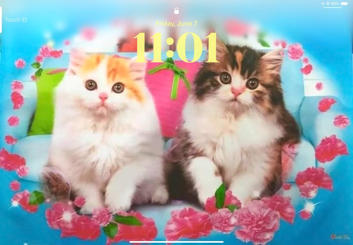 🐈