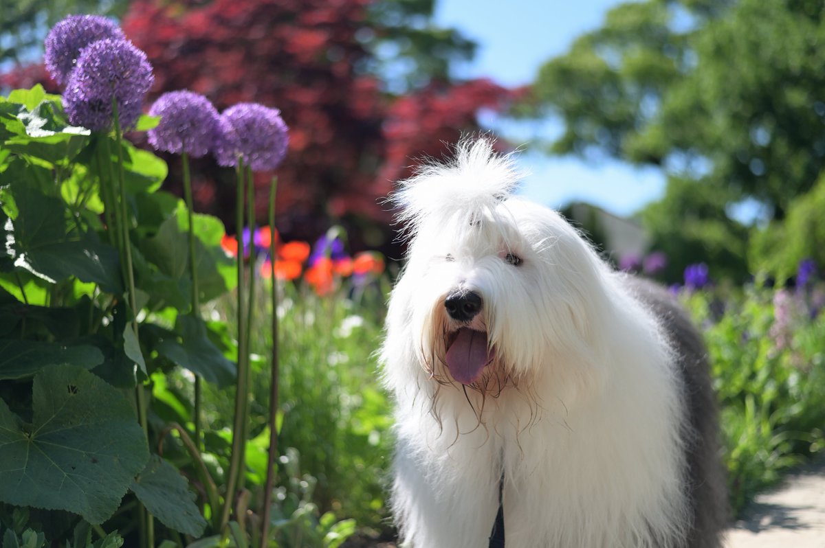 Archibald Fuzzface Jr. tweet media