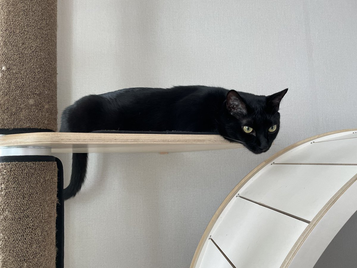 dotkavi's tweet image. 하악질 당하고 추욱 바람빠짐