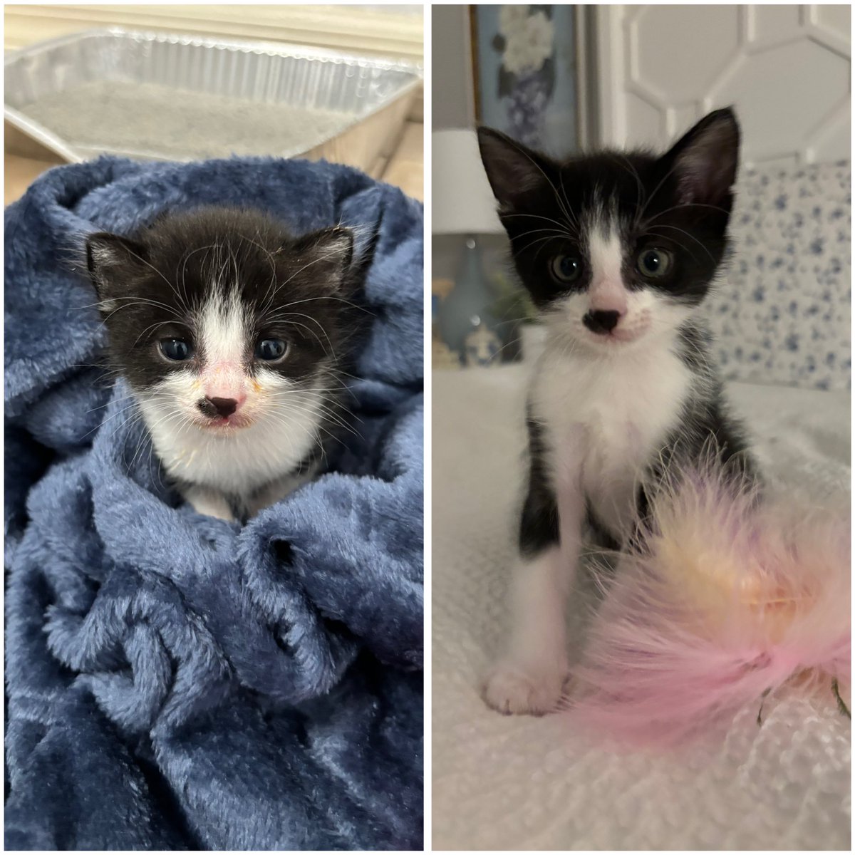 ans929's tweet photo. @IAMS bean bug was found abandoned by mom at 2.5 weeks old weighing 0.6lbs… now we’re eating food!! We are your biggest fans now! 🤍🤍 

We had tried everything to get him to wean! https://t.co/5A545CR0TS