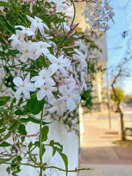 AD_AL7SheeM's tweet photo. لا خير في شعور لا يخالطه الأمان، مهما بدا الشعور جميلاً .. https://t.co/ZCW2nEEqwd