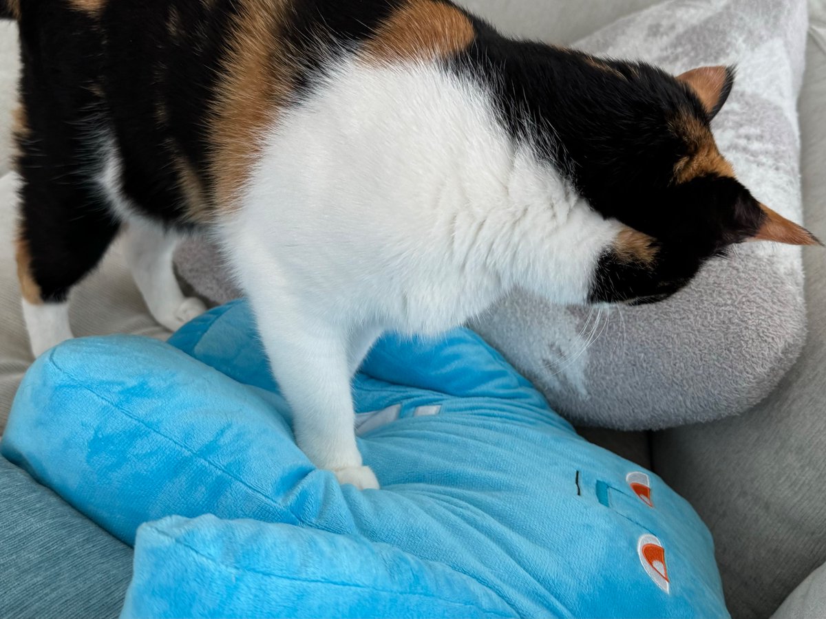 SAK_SAK_SAKUMA's tweet photo. ぁあああ！！
天の助ーーーーーー！！！！

最近ところ天の助をフミフミする猫 https://t.co/rJUxsmg9Ov