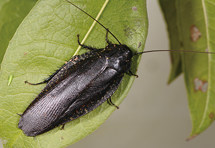 Zootaxa's tweet photo. Establishment of three #newspecies of Rhabdoblatta Kirby, 1903 (#Blattodea, Blaberidae, Epilamprinae) from China on the basis of molecular and morphological data
https://t.co/ptrKlyGaOh
#Taxonomy https://t.co/T5gBjwHZBV