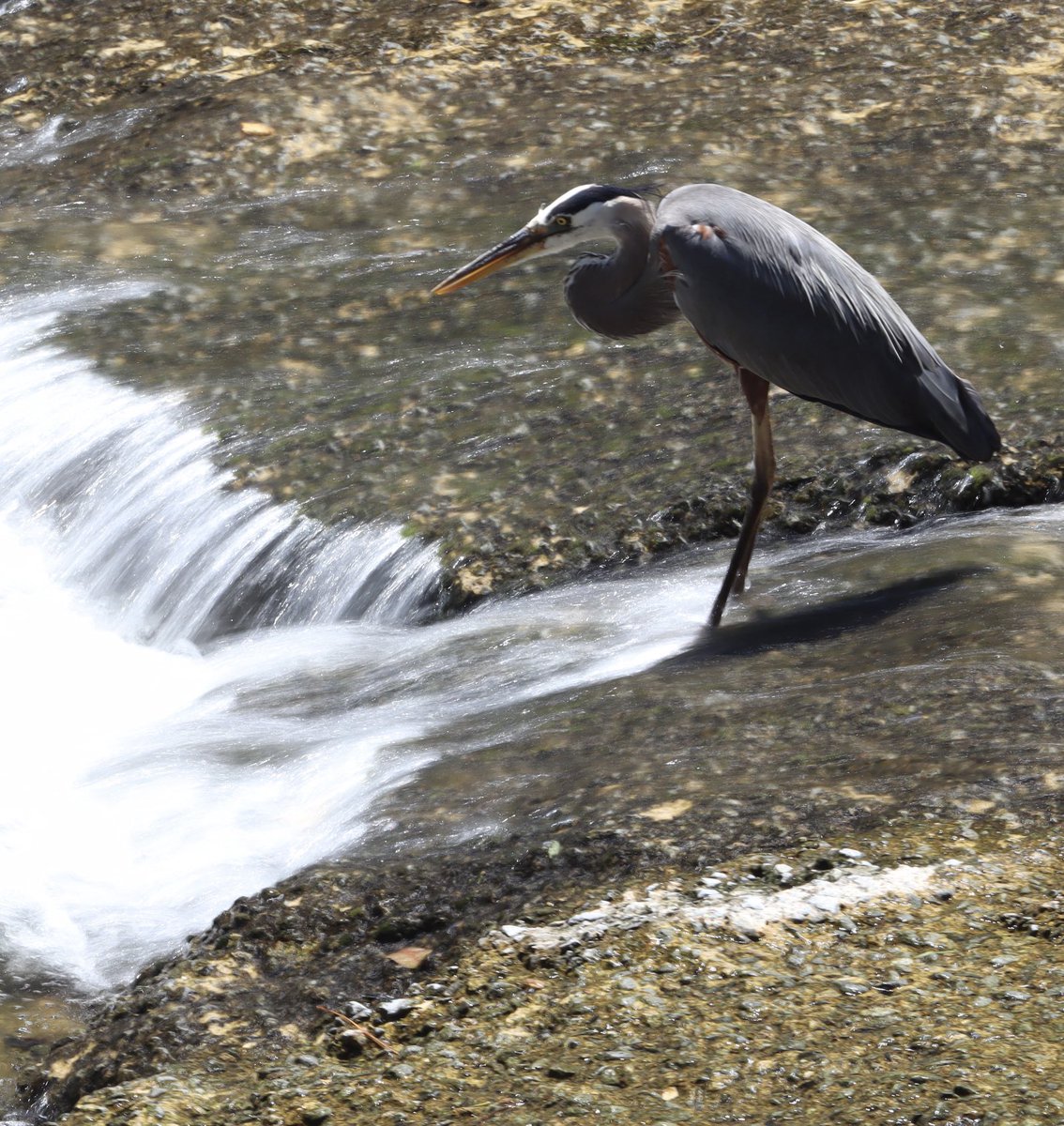 AgWriterArk's tweet image. The angler was back. Snagged three fingerlings in the short time I spent watching.