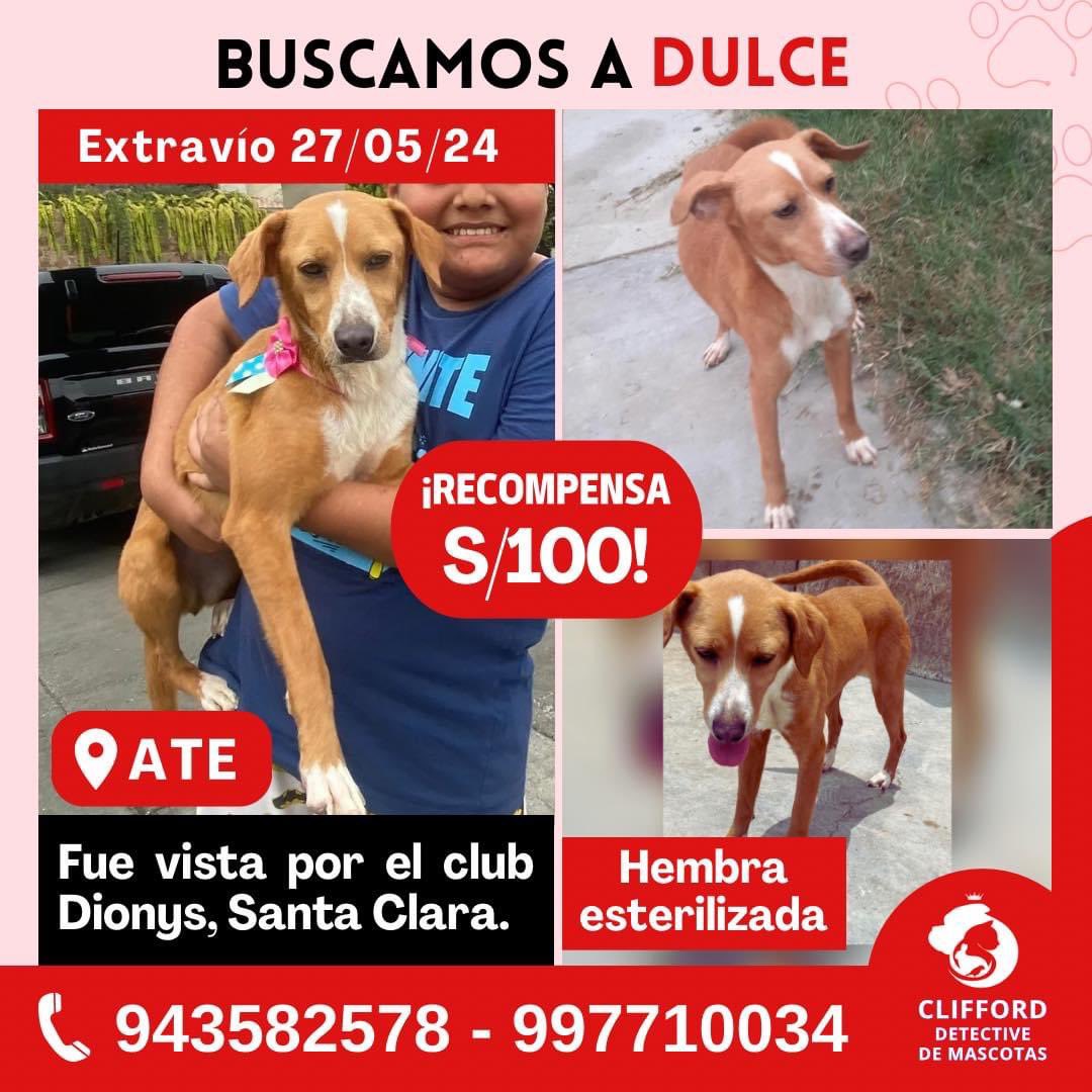 debseminario's tweet photo. En noviembre dimos en adopción a Dulce, era una casa grande en la Molina y la recibieron muy bien. A los meses dijeron que sus perros la lastimaban y que la llevaría al club que tienen en Ate. Club Dionys, Santa Clara. El día domingo nos avisaron que se perdió hace una semana. 😣 https://t.co/mbyxBzp3Gg
